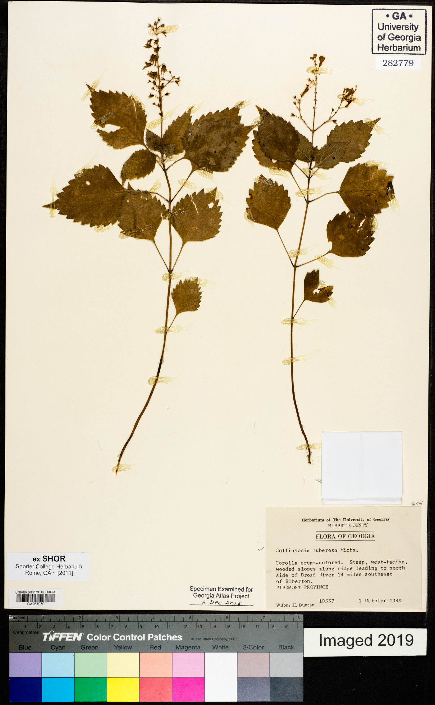 Collinsonia tuberosa image