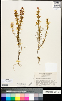 Dicerandra odoratissima image