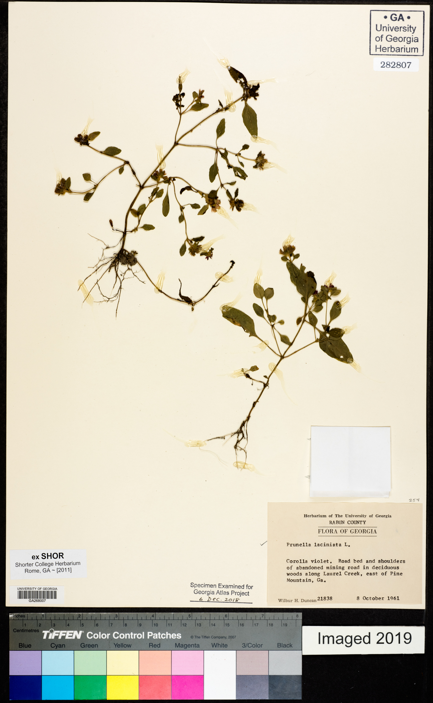 Prunella laciniata image