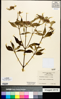 Pycnanthemum incanum image