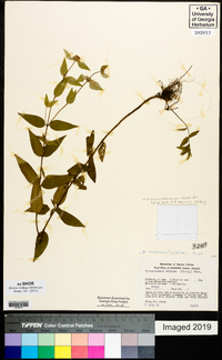 Pycnanthemum loomisii image