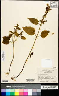 Scutellaria ovata image