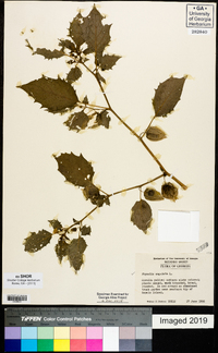 Physalis angulata image