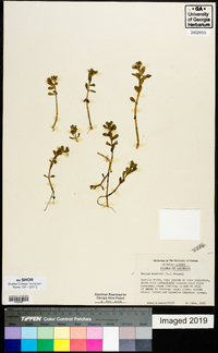 Bacopa monnieri image