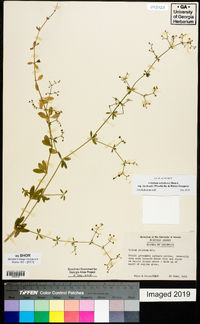 Galium orizabense image