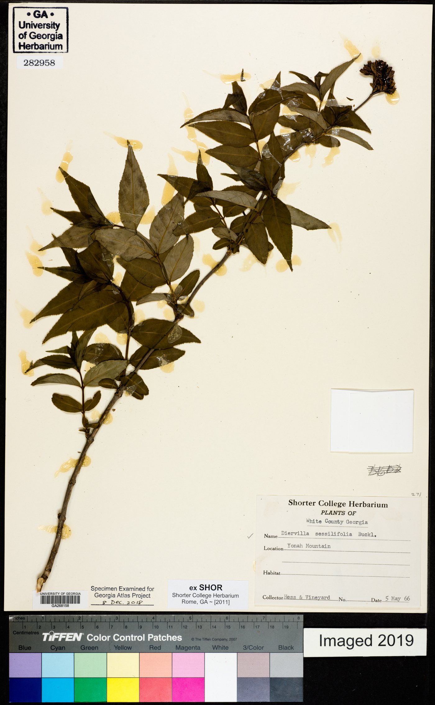 Diervilla sessilifolia image