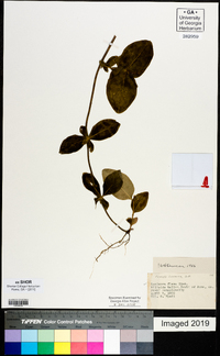 Lonicera flava image