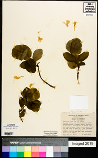 Lonicera flava image