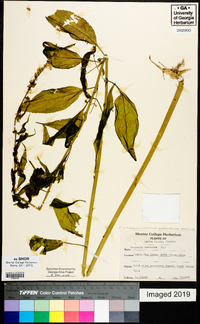 Campanulastrum americanum image