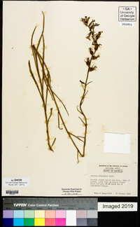 Lobelia glandulosa image