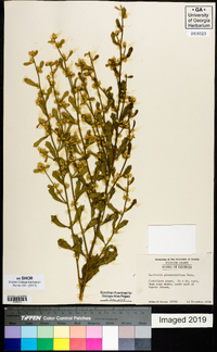 Baccharis glomeruliflora image