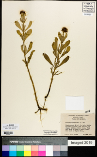 Borrichia frutescens image