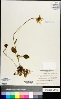 Coreopsis auriculata image