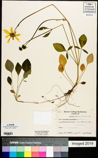 Coreopsis auriculata image