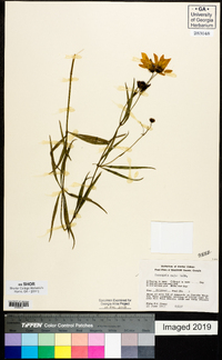 Coreopsis major image