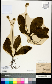 Elephantopus tomentosus image