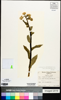 Erigeron philadelphicus var. philadelphicus image