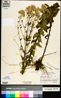 Eupatorium pilosum image