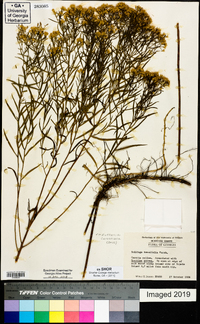 Euthamia caroliniana image