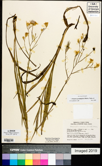 Pityopsis graminifolia image