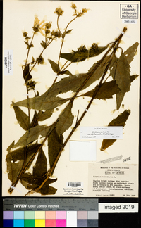 Silphium asteriscus var. trifoliatum image