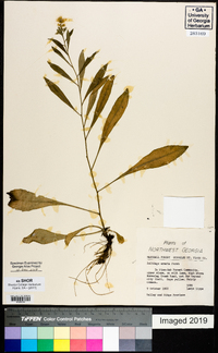 Solidago erecta image