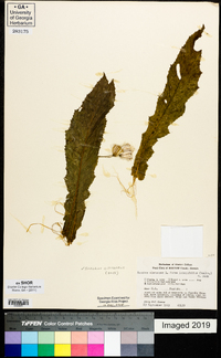 Sonchus oleraceus image