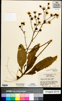 Vernonia acaulis image