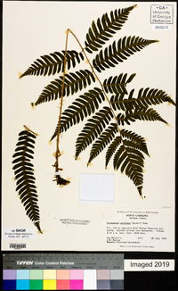 Dryopteris goldieana image