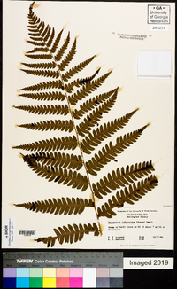 Dryopteris australis image