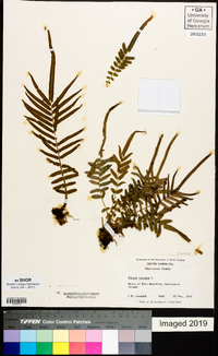 Pteris vittata image