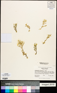 Selaginella tortipila image