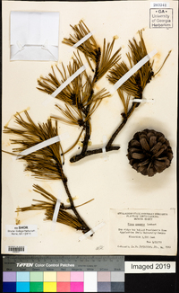 Pinus pungens image