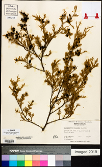 Chamaecyparis thyoides image