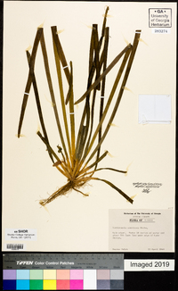 Vallisneria americana image