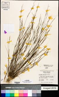 Aristida dichotoma image