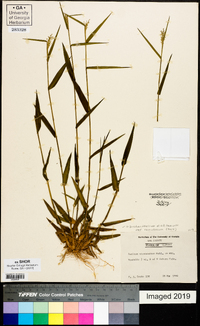Dichanthelium dichotomum var. ramulosum image