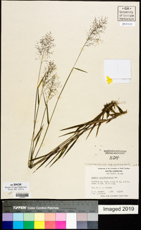 Dichanthelium acuminatum subsp. longiligulatum image