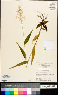 Dichanthelium polyanthes image