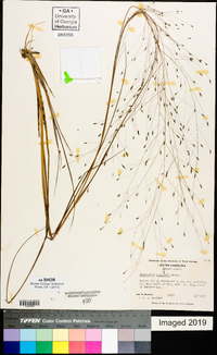 Eragrostis elliottii image