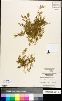 Eragrostis hypnoides image