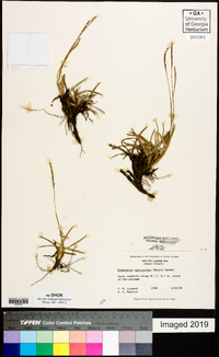 Eremochloa ophiuroides image