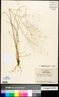 Muhlenbergia capillaris image