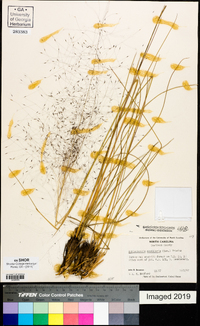 Muhlenbergia capillaris image