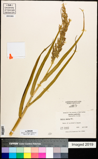 Panicum amarum image