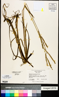 Paspalum floridanum image