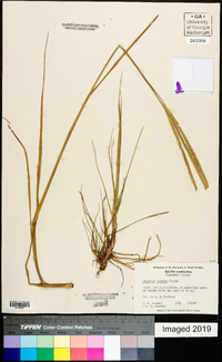 Paspalum notatum image