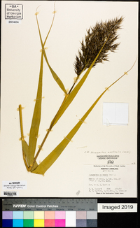 Phragmites australis image