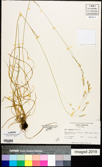 Poa saltuensis image