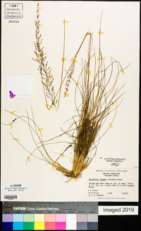 Sporobolus junceus image